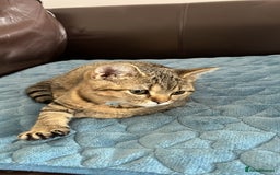 British Shorthair cats for sale: Simba - British Shorthair Kitten - Image 1