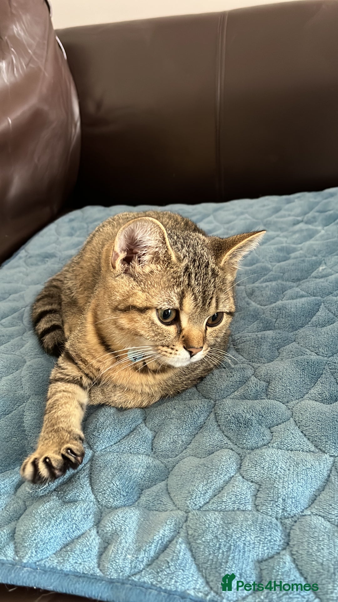 British Shorthair cats for sale: Simba - British Shorthair Kitten - Image 1