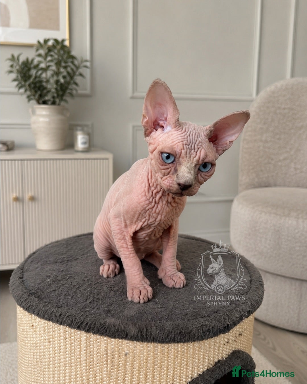 Sphynx cats Beautiful TICA Reg. Sphynx Girl – Ready  🏡 - Advert 13