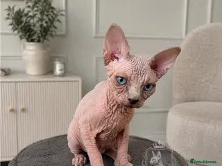 Sphynx cats Beautiful TICA Reg. Sphynx Girl – Ready 🏡 - Advert 13