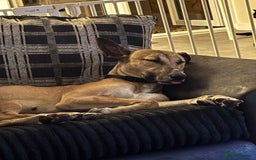 Mixed Breed dogs for sale: Sadie - Image 5