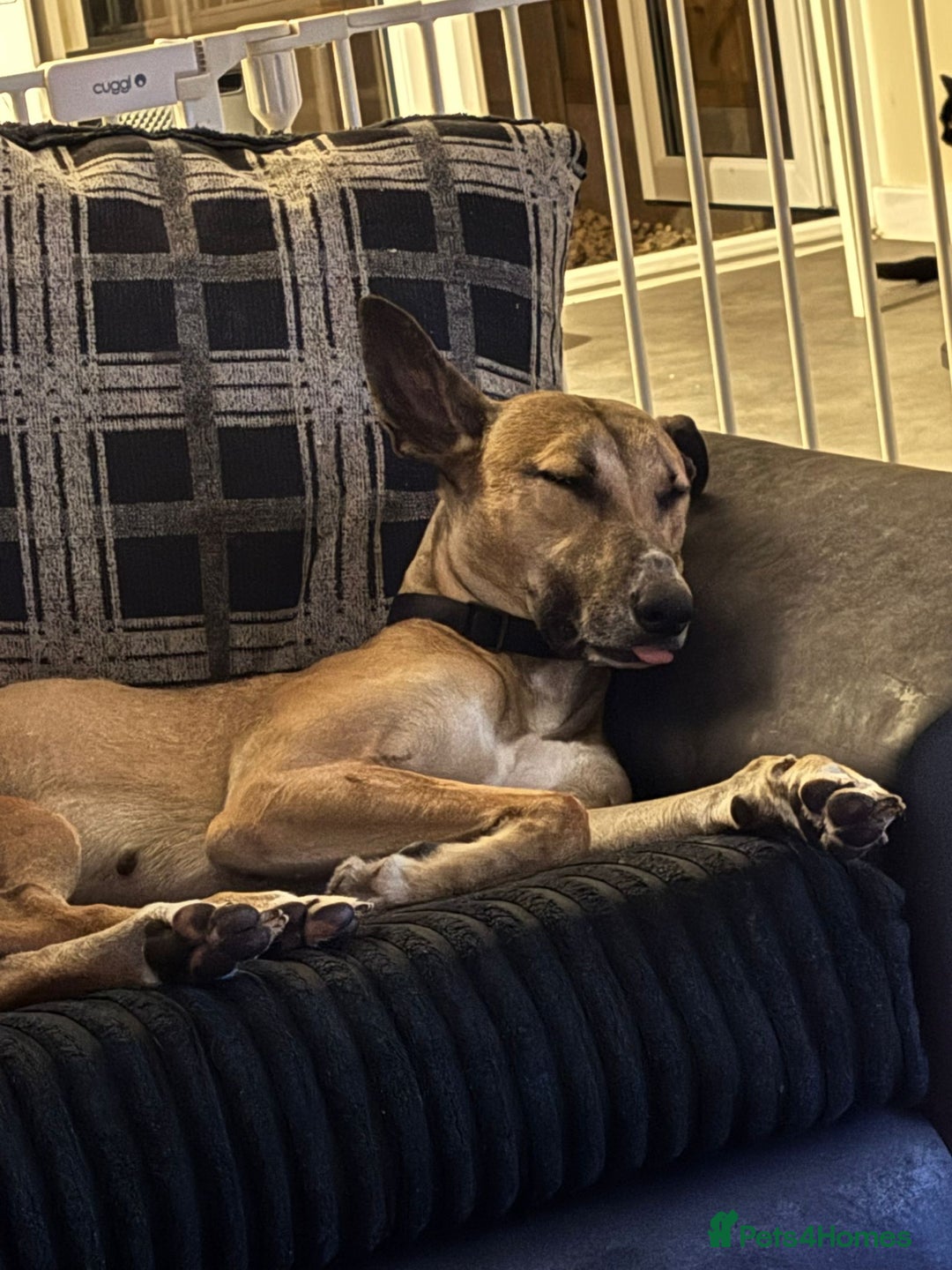 Mixed Breed dogs for sale: Sadie - Image 5