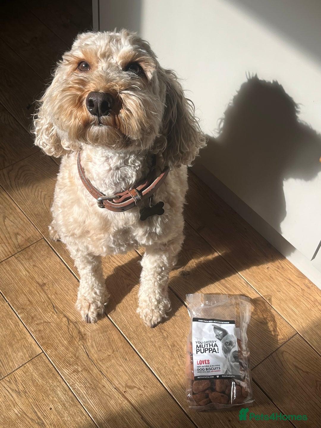 Cockapoo dogs for sale: Teddy Cockapoo - Aged 4 for rehoming. FREE - Advert 3