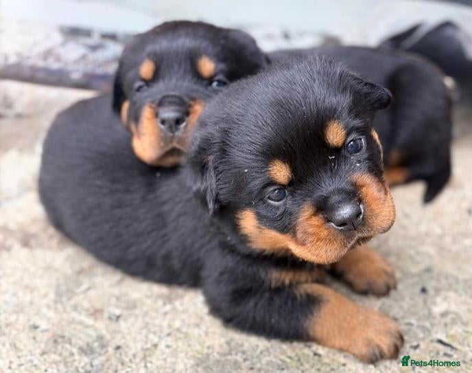 Rottweiler dogs High-Energy Hearts in Strong Little Bodies - Advert 4