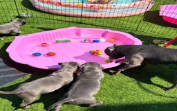 Staffordshire Bull Terrier dogs for sale: 🔥🇬🇧Staffy puppies  - Image 13