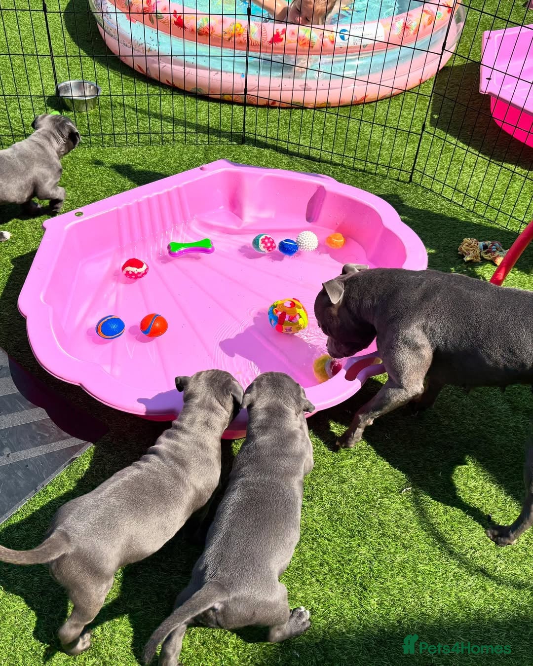 Staffordshire Bull Terrier dogs for sale: 🔥🇬🇧Staffy puppies  - Image 13