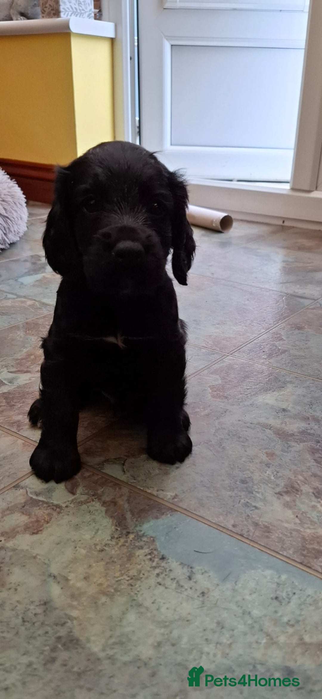 Cocker Spaniel dogs for sale: Cocker Spaniel Puppies For Sale - Image 2