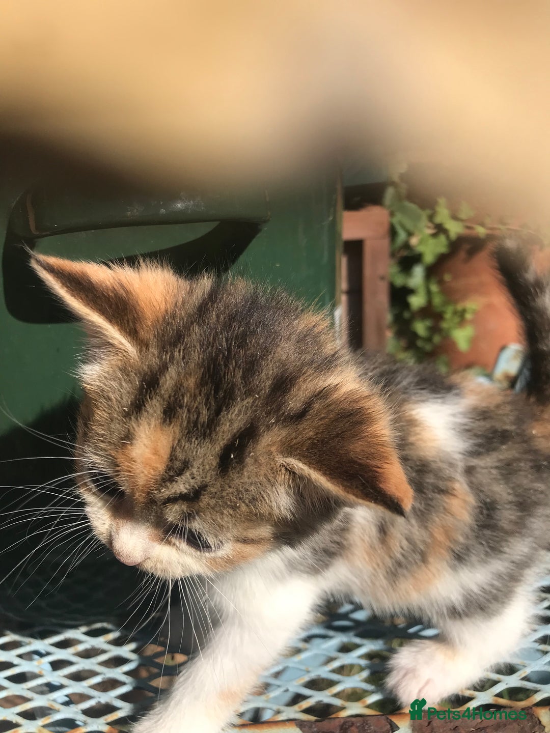 Persian cats for sale: 8 British short hair x Persian kittens  - Image 14