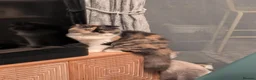 Scottish Fold cats for sale: Queenie Harlow The Diva - Advert 4