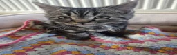 Mixed Breed cats for sale: Tabby cross persian kittens for sale  - Advert 11
