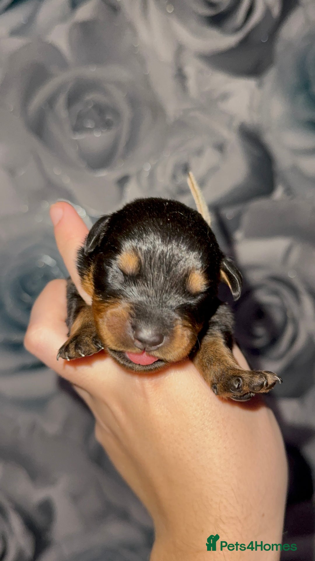 Rottweiler dogs for sale: Rottweiler puppies looking for a forever home - Image 1