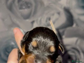 Rottweiler dogs - Advert 1