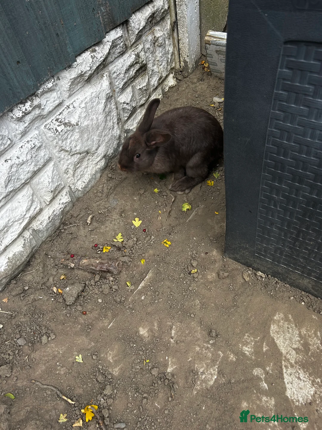 Mixed Breed rabbits for sale: Brown rabbit for sale  in Conwy - Advert 2