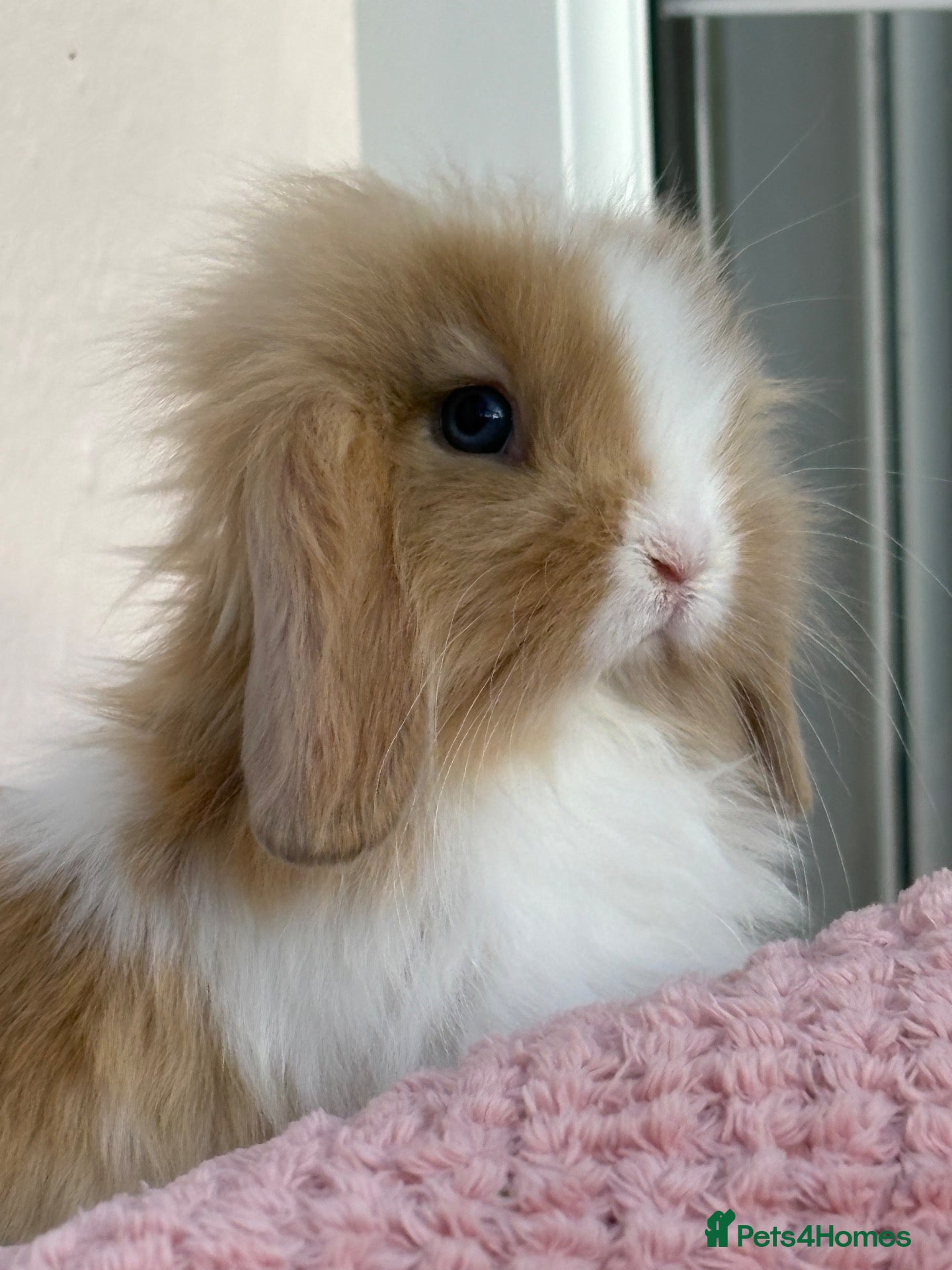 Mini Lop rabbits Mini lops-raised indoors-vaccinated  - Advert 1