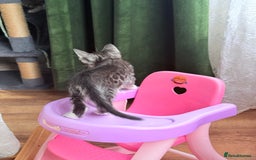 Balinese cats for sale: kittens - Image 7