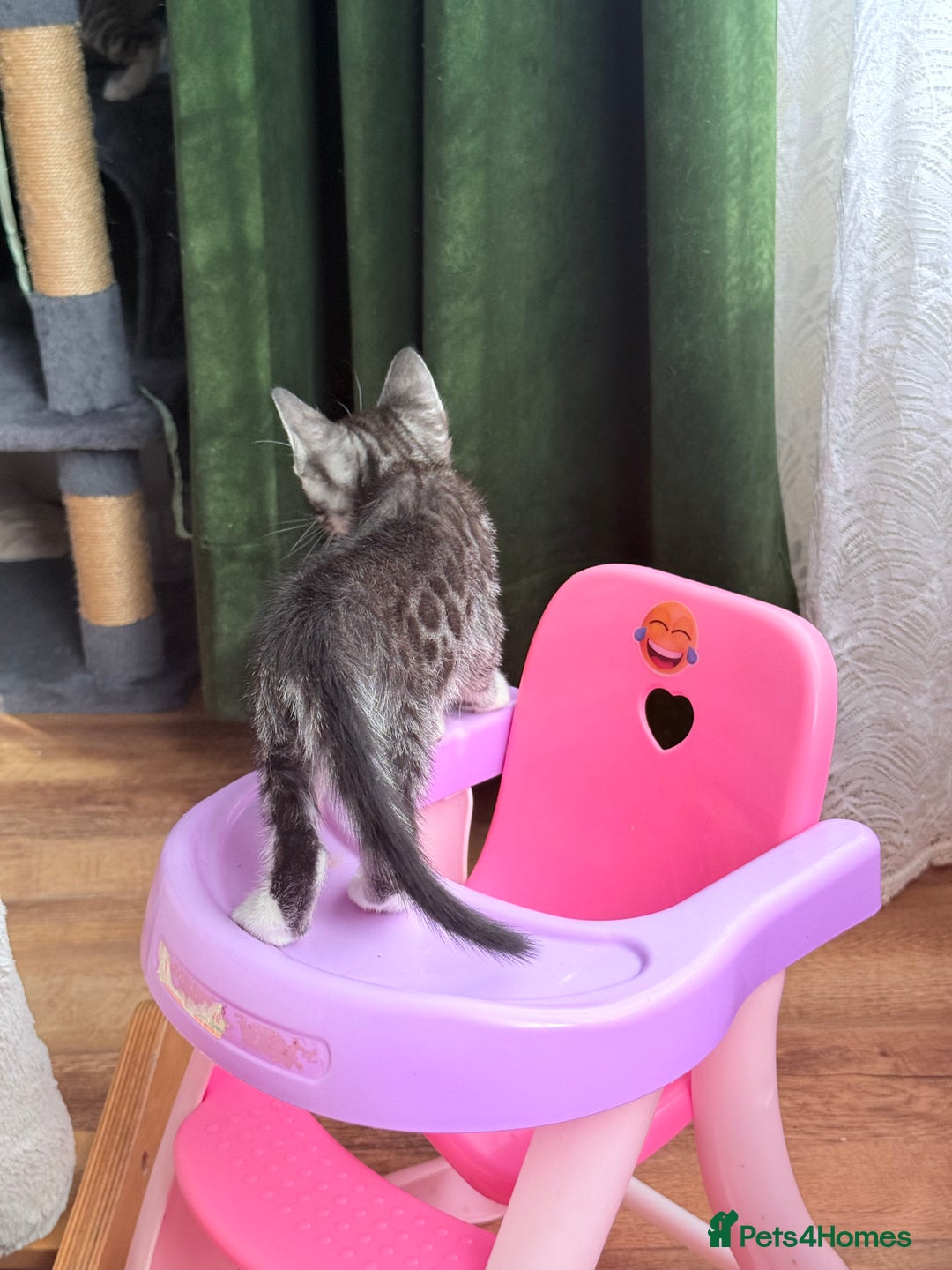 Balinese cats for sale: kittens - Image 7
