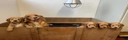 Cocker Spaniel dogs for stud: PROVEN / Health test - Kc red working cocker stud - Advert 6