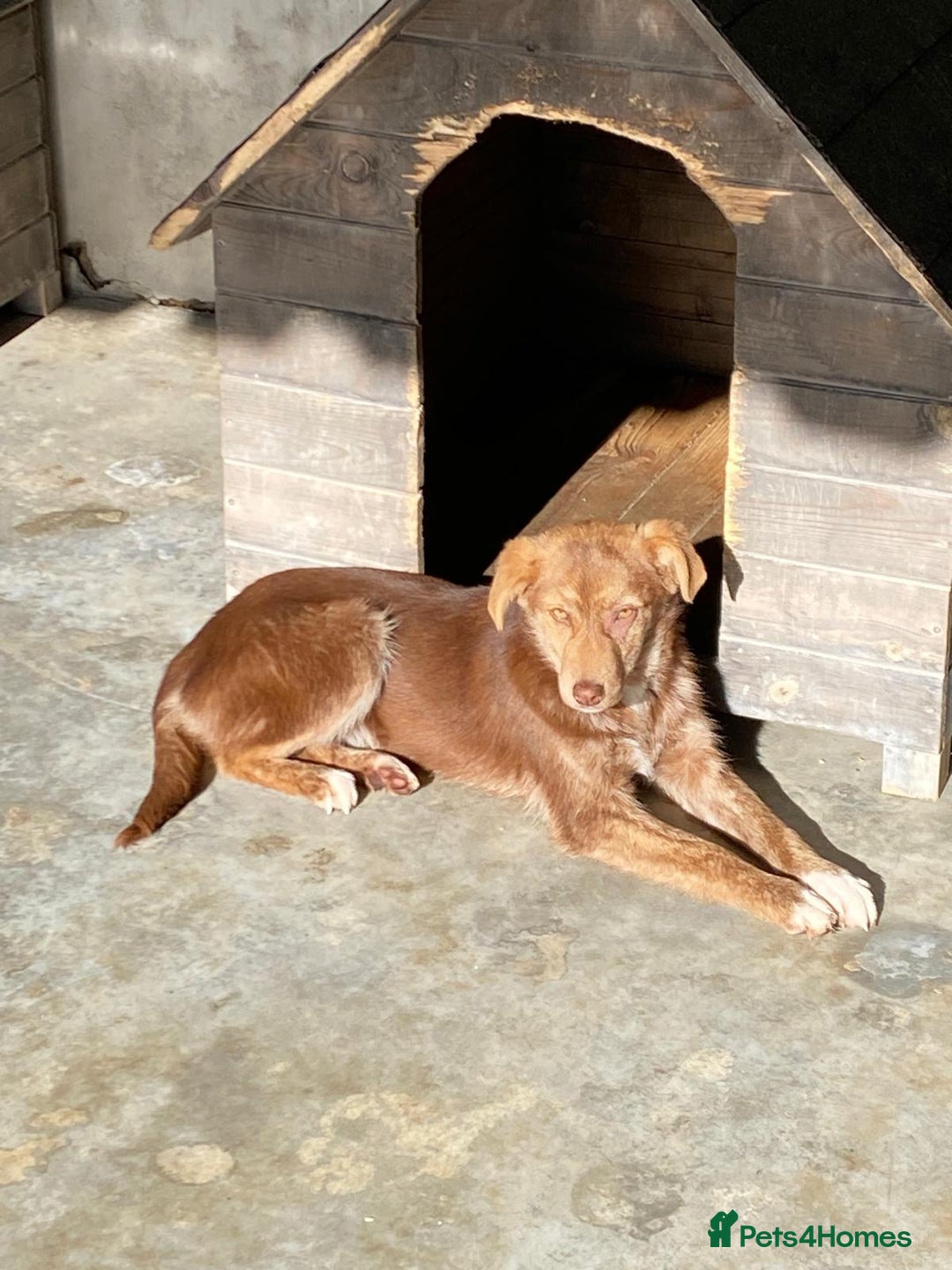 Mixed Breed dogs for adoption: Miriam, 14 months approx. Available for adoption. - Image 11