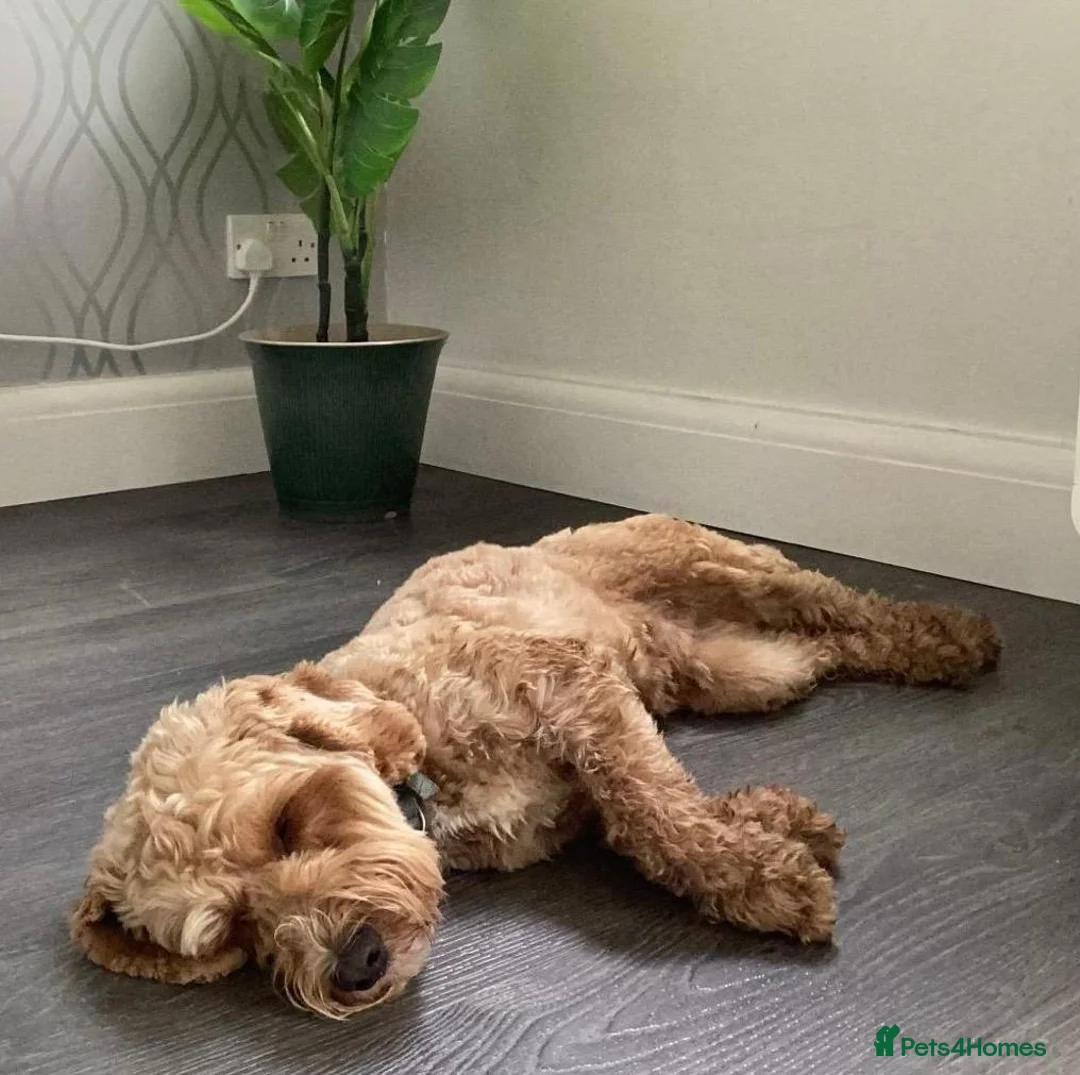 Cockapoo dogs for stud: Beautiful proven cockapoo for stud - Advert 5