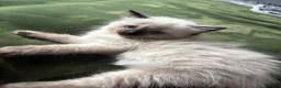 Ragdoll cats for sale: Beautiful Ragdoll Kittens 😍 2 boys 2 girls - Advert 22