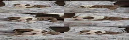 English Bulldog dogs for sale: English bulldog puppies 🐶  - Advert 2