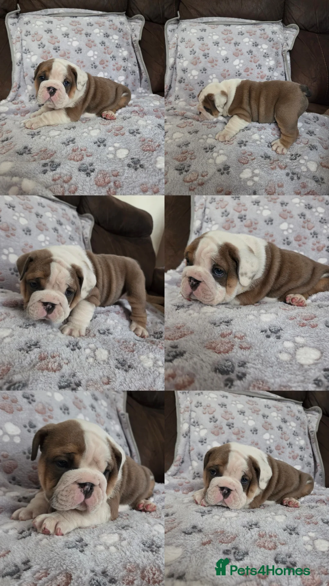 English Bulldog dogs for sale: English bulldog puppies 🐶  - Advert 2