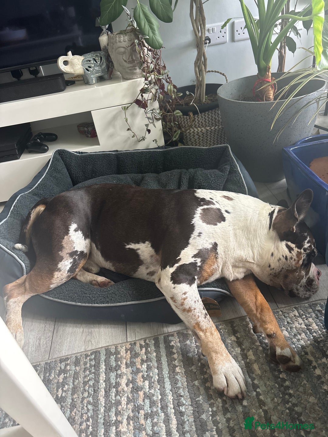 Olde English Bulldogge dogs for stud: Stud ready for female - Image 6