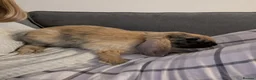 Mixed Breed rabbits for sale: 2x Neutered Male Rabbits in Stoke-on-Trent - Advert 2