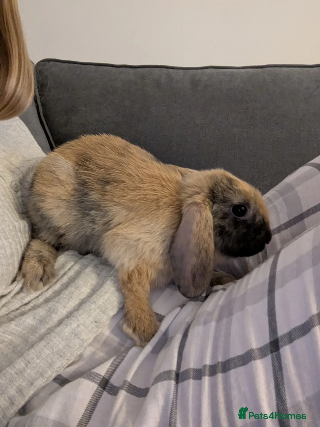 Mixed Breed rabbits for sale: 2x Neutered Male Rabbits in Stoke-on-Trent - Advert 2