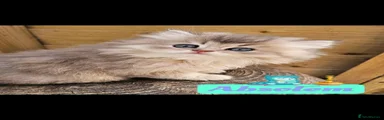 British Longhair 2 - Absolem- Blue Golden 