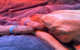 Labrador Retriever dogs for sale: Labrador puppy for Christmas? Dog for life - Image 10
