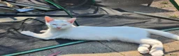 Mixed Breed cats for sale: Beautiful sisters are looking for a loving family  - Advert 8