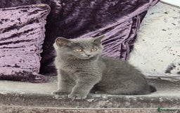British Shorthair cats for sale: ☆ 6month male british shorthair kitten ☆ - Advert 5