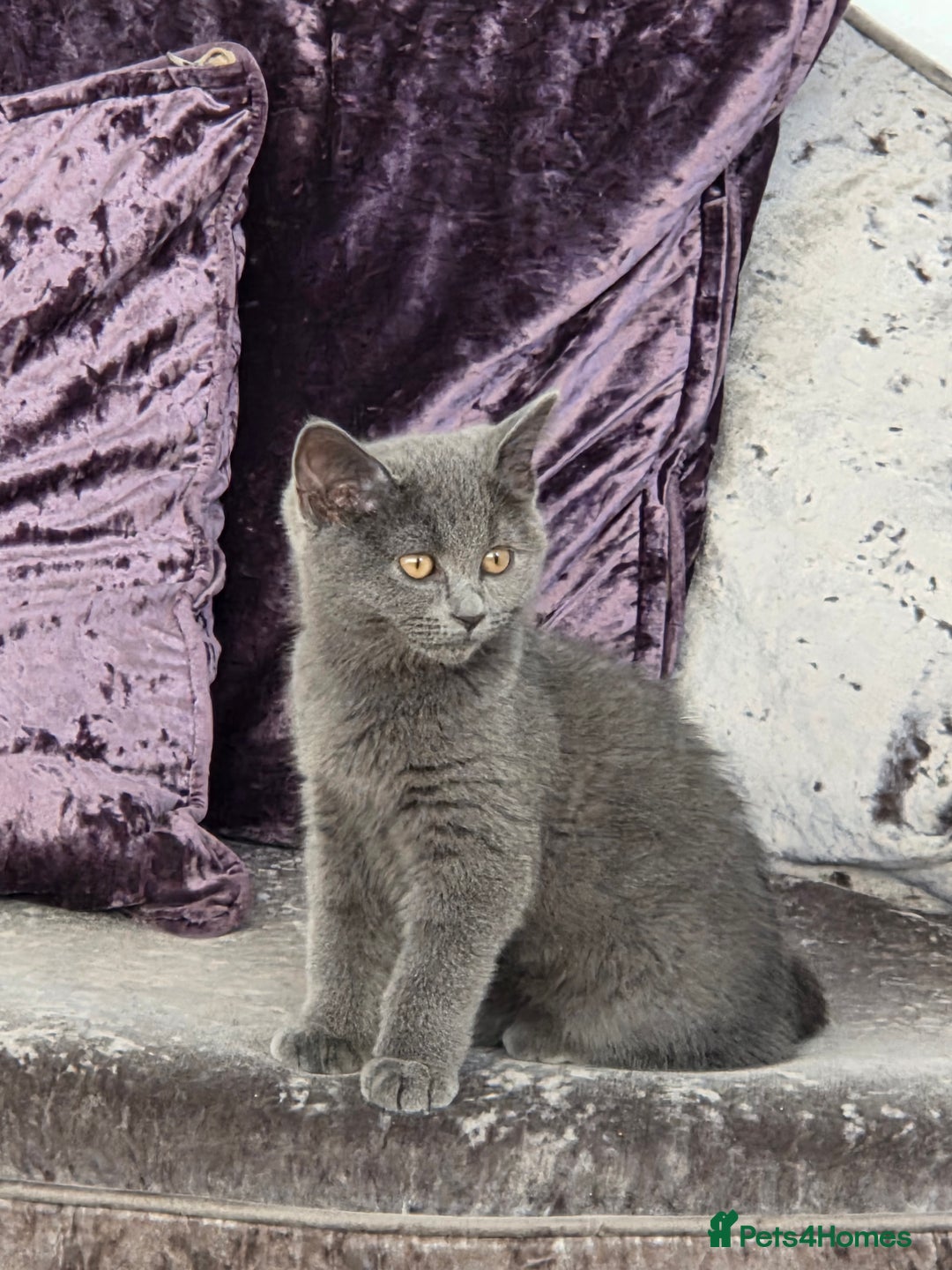 British Shorthair cats for sale: ☆ 6month male british shorthair kitten ☆ - Advert 5