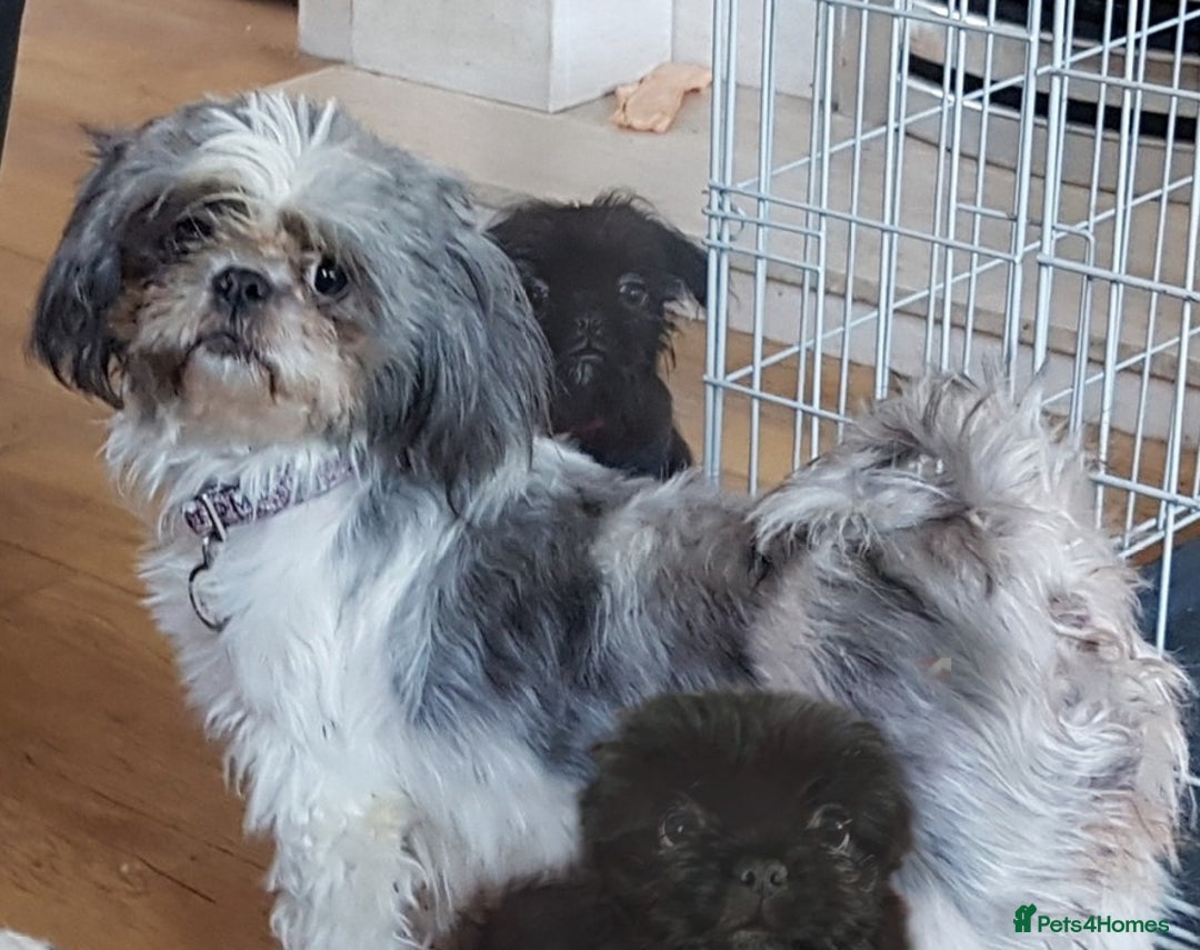 Mixed Breed dogs for sale: Shih Tzu cross Pug puppies - Advert 12