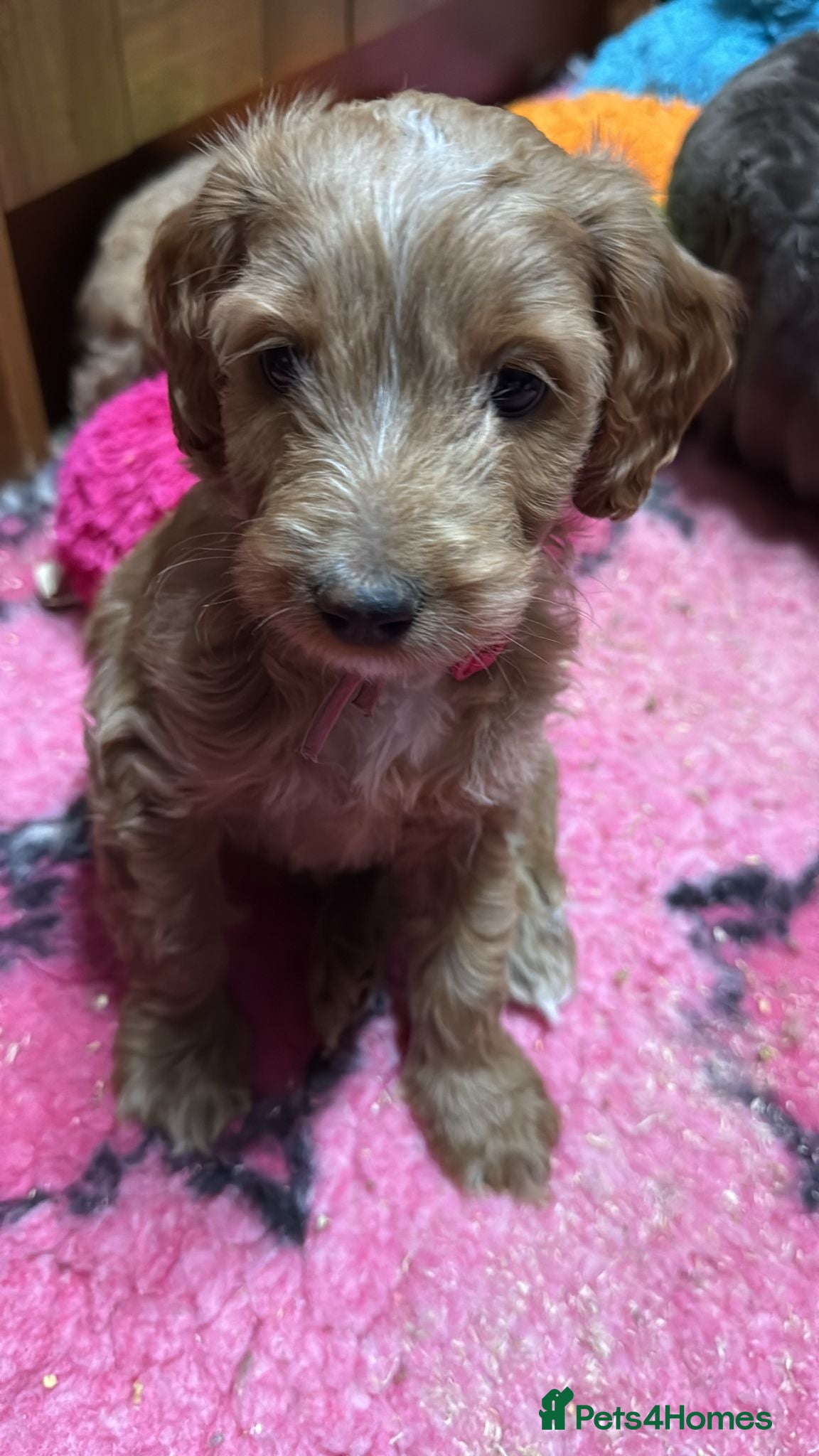 Australian Labradoodle dogs Therapy Dog Breeder - Advert 5