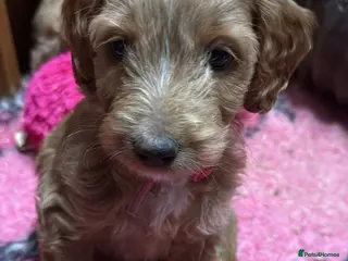 Australian Labradoodle dogs Therapy Dog Breeder - Advert 5