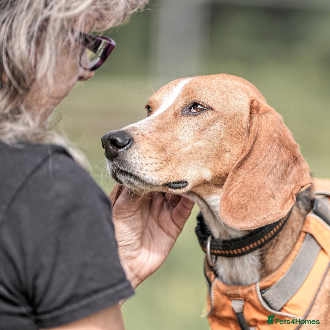 Mixed Breed dogs for adoption: Sweet Kody is ready for his forever sofa - Image 2