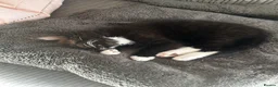 Mixed Breed cats for sale: Kitten 8 weeks old,black & white, loving, lap cat - Advert 3