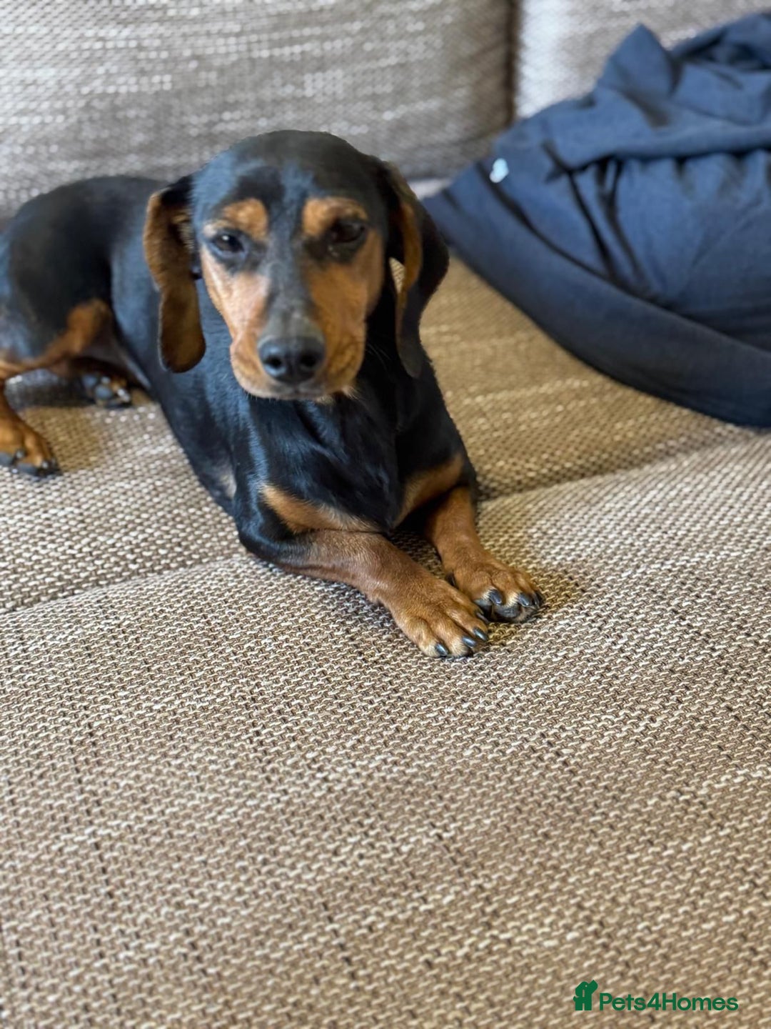 Mixed Breed dogs for adoption: Beautiful Mira needs a home - Advert 2