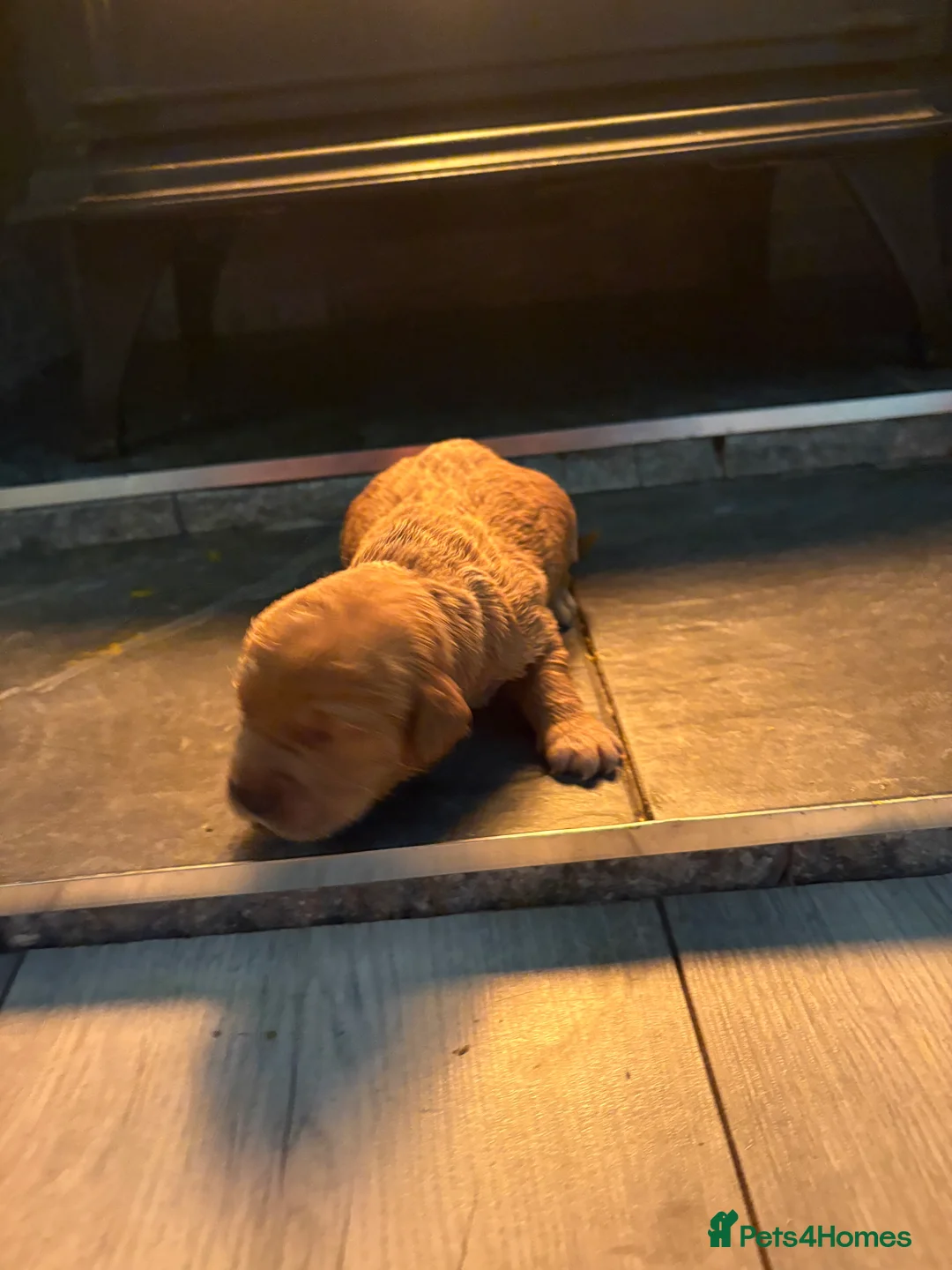 Mini Goldendoodle dogs for sale: Are Gorgeous golden doodle puppies 🐶 - Advert 21