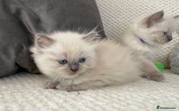 Ragdoll cats for sale: Stunning Bluepoint Ragdoll Kittens for sale - Image 20