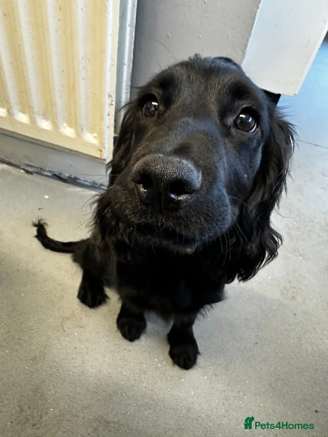 Cocker Spaniel dogs for sale: Cocker Spaniel in Bishop Auckland - Advert 4