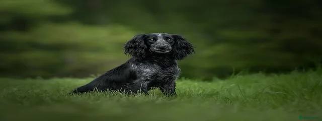 Paddy