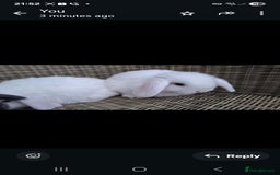 Mini Lop rabbits for sale: Adorable baby mini lops - Image 3