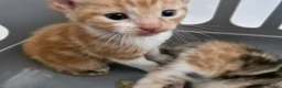 Mixed Breed cats for sale: Mixed breed kittens - Advert 7