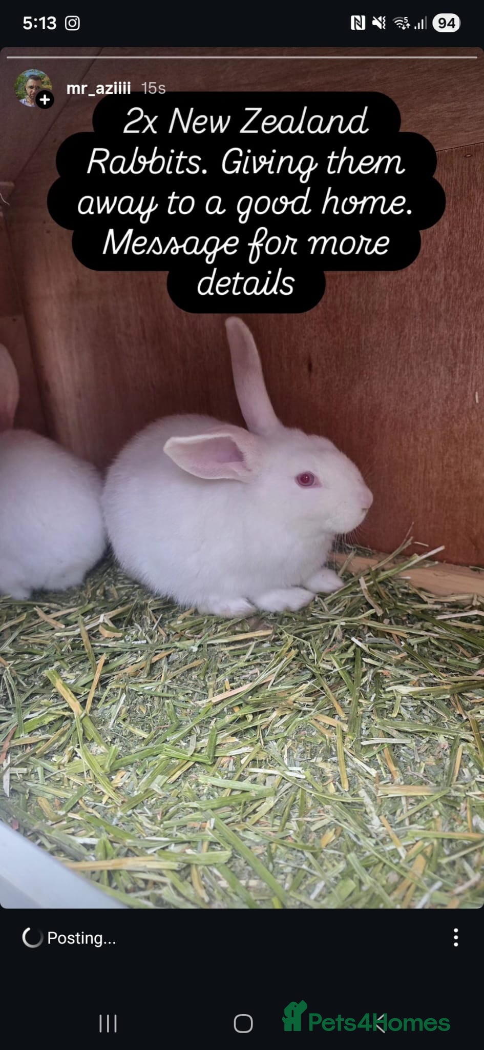 New Zealand rabbits New Zealand rabbits - Advert 3