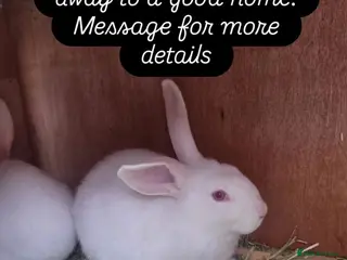 New Zealand rabbits New Zealand rabbits - Advert 5