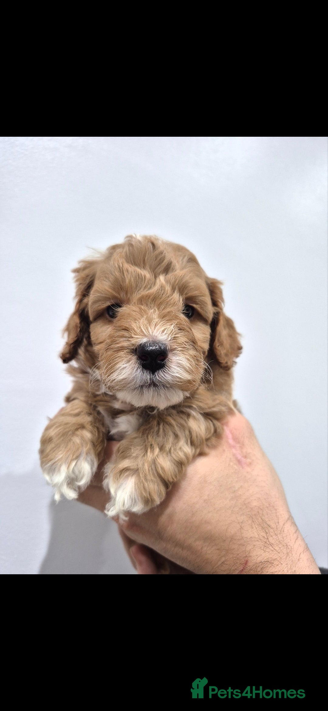 Cockapoo dogs F1B red cockapoo puppies curly and wavy coat coats - Advert 1