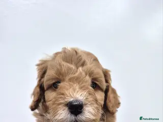 Cockapoo dogs Last boy remaining. F1B red cockapoo puppies - Advert 4